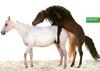 Mating Horse pair