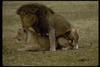 Mating African Lions