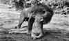 Mating African Lions