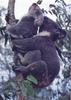 Mating Koala pair