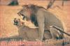 Mating African Lion pair