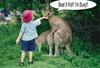 [Funny] Mating Kangaroo pair