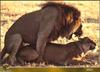 Mating African Lion pair
