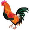 [Animal Art] Domestic Chicken (Gallus gallus domesticus) rooster
