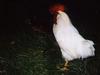 Domestic Chicken (Gallus gallus domesticus) rooster