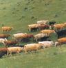 Domestic Cattle (Bos taurus) herd