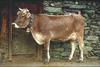 Domestic Cattle (Bos taurus)