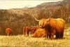 [Animal Art] Domestic Cattle (Bos taurus)