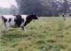 Domestic Cattle (Bos taurus) Holstein