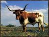 Domestic Cattle (Bos taurus) Longhorn Steer