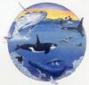 [Animal Art - Alisa Horniman] Vairous Whales
