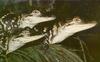 American alligator juveniles (Alligator mississippiensis)