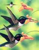 [Animal Art - Alexis Rockman] Hummingbirds