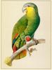 [Animal Art] Parrot