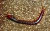 Scolopendra crudelis - Perubian Orangeleg Centipede
