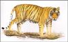 [Animal Art] Extinct Bali Tiger - Panthera tigris balica