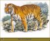 [Animal Art] Extinct Caspian Tiger - Panthera tigris virgata