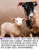 Domestic Sheep (Ovis aries)  - Cloned Polly