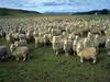 Domestic Sheep (Ovis aries)