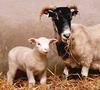 Domestic Sheep (Ovis aries)  - Cloned Polly
