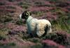 Domestic Sheep (Ovis aries)  - Swaledale breed