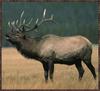 Elk (Cervus elaphus)