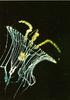Jellyfish  - Tima flavilabris