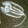 Jellyfish  - Eurhamphea sp.