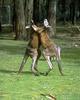 Kangaroo wrestling