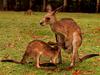 Kangaroo  mother nursing young
