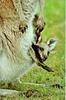Kangaroo  juvenile in pouch