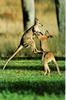 Kangaroos  high jumping kick