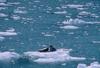 Seals on iceberg