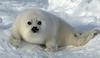Baby Harp Seal
