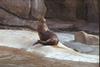 Fur Seal - Denver Zoo