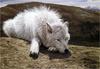 [Animal Art - Alan Barnard] Arctic Calm - Arctic wolf