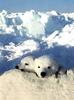 Polar Bear cubs (Ursus maritimus)