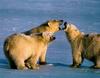 Polar Bears (Ursus maritimus)