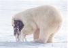 Polar Bear (Ursus maritimus)  and Husky