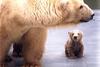 Polar Bear mother and cub (Ursus maritimus)
