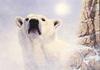 [Animal Art] Polar Bear (Ursus maritimus)