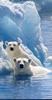 Polar Bears (Ursus maritimus)  - Canada