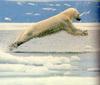 Polar Bear (Ursus maritimus)  leaping