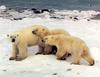 Polar Bear mother and juveniles (Ursus maritimus)