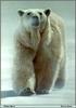 [Animal Art - Terry Isaac] Polar Bear (Ursus maritimus)