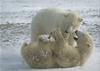 Polar Bear juveniles (Ursus maritimus)