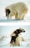 Polar Bear juvenile (Ursus maritimus)  and dog