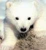 Polar Bear cub (Ursus maritimus)