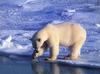Polar Bear (Ursus maritimus)  hunting