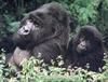 Gorillas (Gorilla gorilla)  - mother and infant